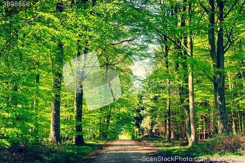 Image of Road in a green forest in the spring