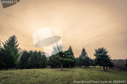 Image of Pine trees at dawn in the fall