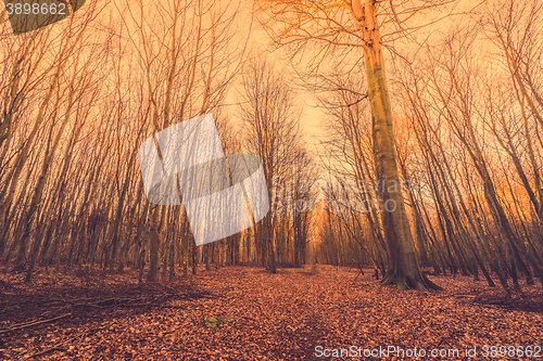 Image of Fallen leaves in a forest at sunrise