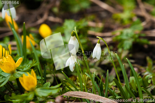 Image of Snowdrops and eranthis in march