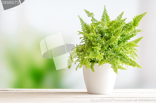 Image of Fern in a white flowerpot