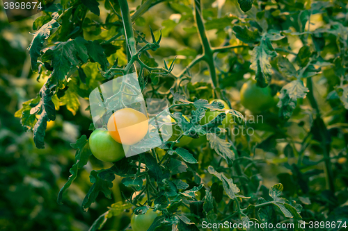 Image of Tomato plant with fresh tomatoes