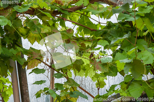 Image of Green wine plants in a window