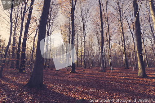 Image of Bare trees in the forest