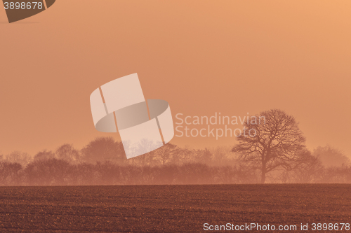 Image of Misty sunrise with trees on a field