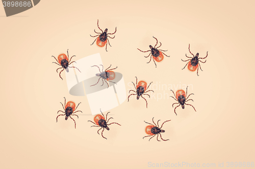 Image of Many ticks on a yellow background