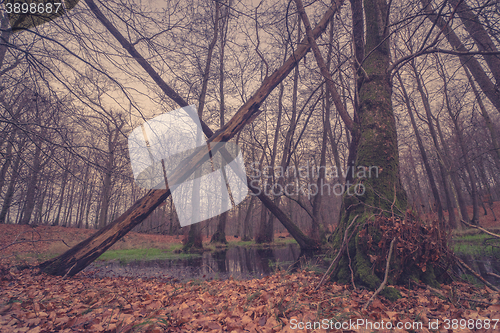 Image of Trees making a cross by a pond