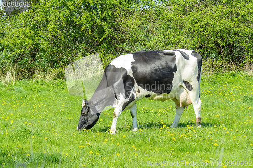 Image of Holstein Friesian cow on green grass