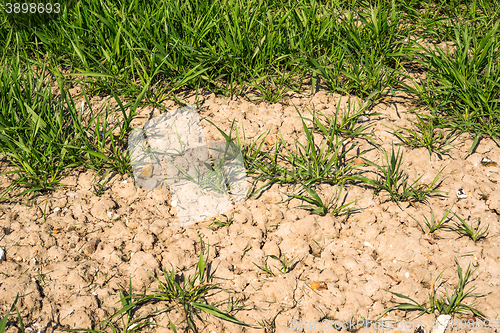 Image of Green plants in dry soil