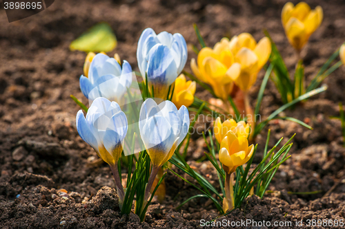 Image of Close-up pf crocus flowers in the garden