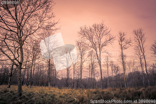 Image of Forest at dawn in the autumn