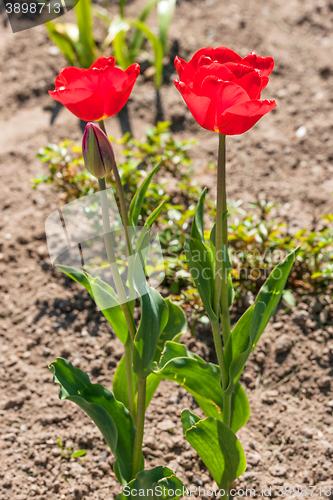 Image of Two red tulip flowers