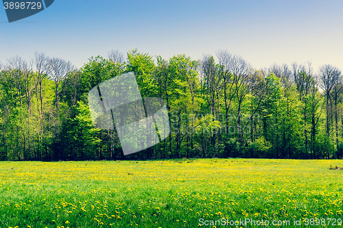 Image of Green trees on a field with dandelions