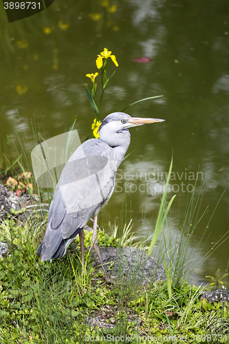 Image of Grey heron 