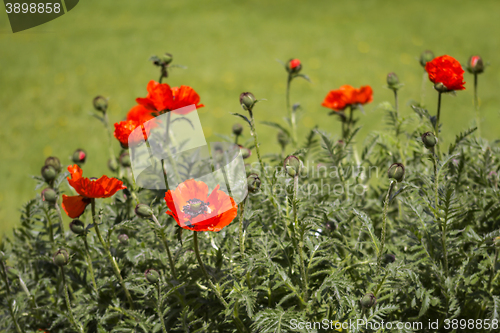Image of Red poppies Papaveraceae 