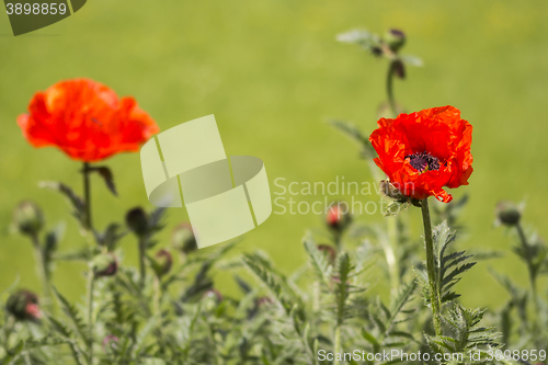 Image of Red poppies Papaveraceae 