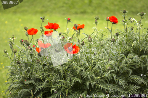 Image of Red poppies Papaveraceae 