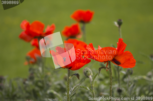 Image of Red poppies Papaveraceae 