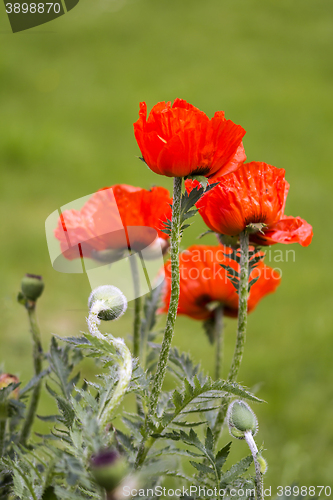 Image of Red poppies Papaveraceae 