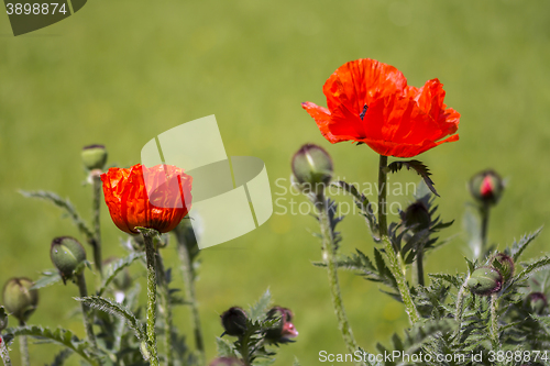 Image of Red poppies Papaveraceae 