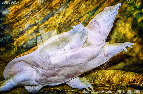 Image of Indian Flapshell Turtle