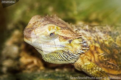 Image of Central Bearded Dragon