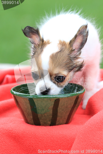 Image of chihuahua in the grass