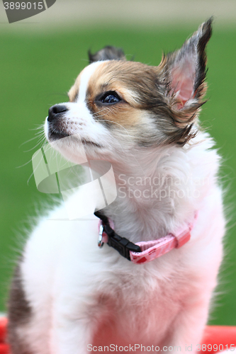 Image of chihuahua in the grass