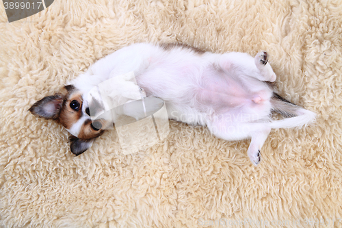 Image of 8 weeks chihuahua puppy is sleeping