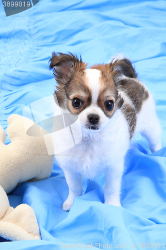 Image of small chihuahua puppy 