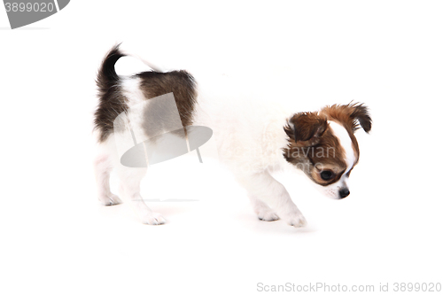 Image of small chihuahua puppy 