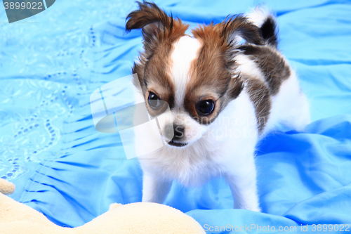 Image of small chihuahua puppy 