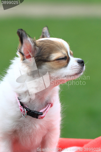 Image of chihuahua in the grass