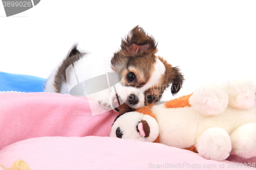 Image of small chihuahua puppy 