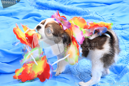 Image of small chihuahua puppy 