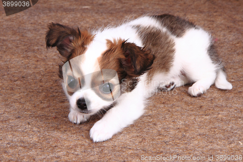 Image of chihuahua is resting 