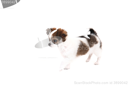 Image of small chihuahua puppy 