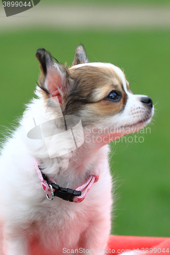 Image of chihuahua in the grass