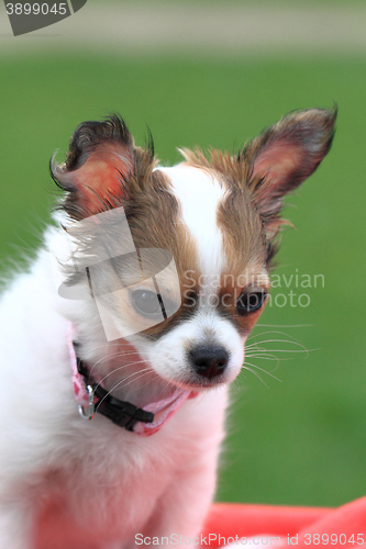 Image of chihuahua in the grass