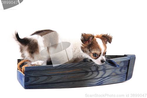 Image of chihuahua is resting 