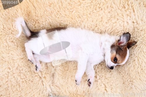Image of 8 weeks chihuahua puppy is sleeping
