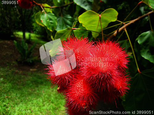 Image of Annatto Tree