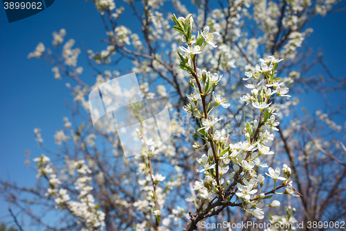 Image of Cherry Blossoms 