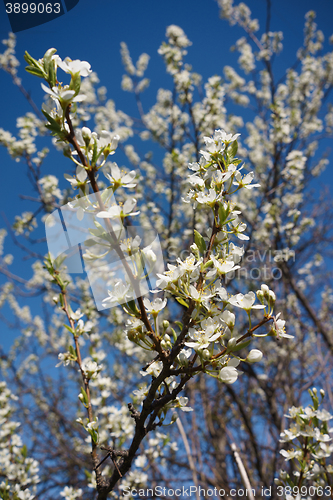 Image of Cherry Blossoms 