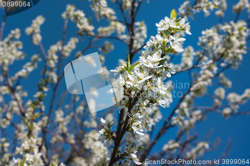 Image of Cherry Blossoms 