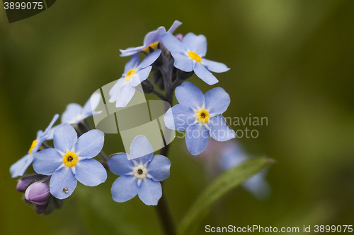 Image of forget me nots