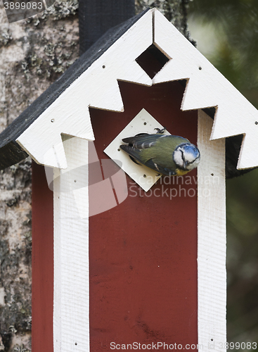 Image of blue tit at bird house