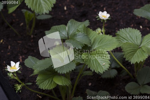 Image of strawberry plants