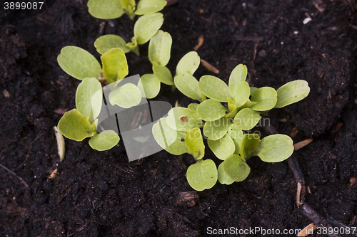 Image of lettuce plants