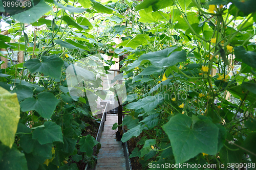 Image of Plants of cucumber